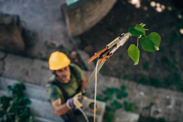 How Our Tree Care Process Works  in  La Selva Beach, CA