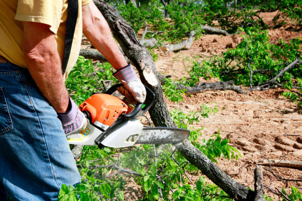 Best Tree Cabling and Bracing  in La Selva Beach, CA